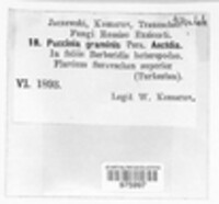 Puccinia graminis image